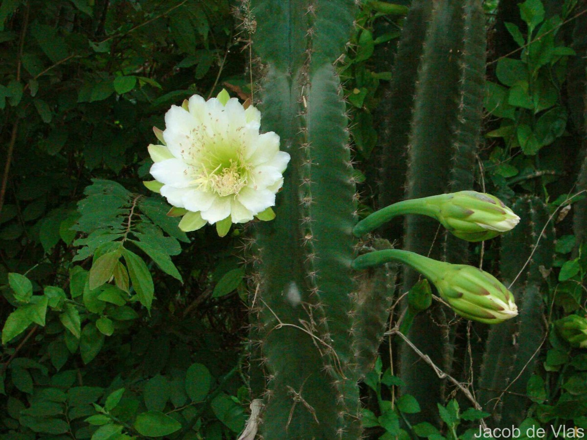 Cereus repandus (L.) Mill.